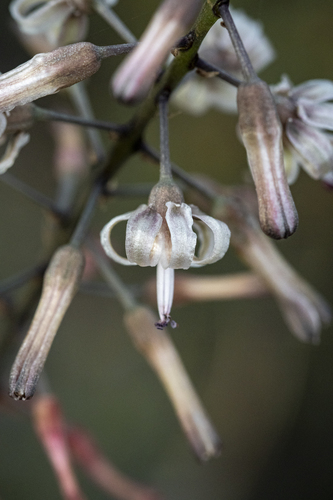 Itchy Squill (Drimia media)