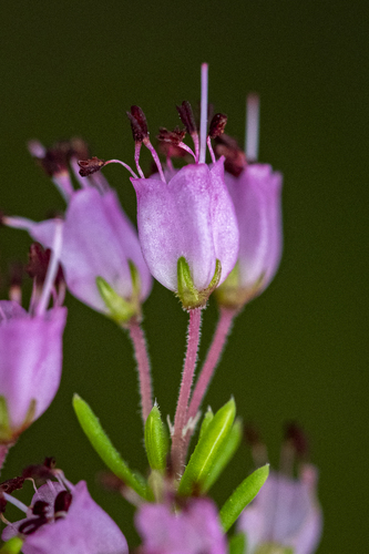 Nude Heath (Erica nudiflora)
