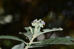 Solanum giganteum
