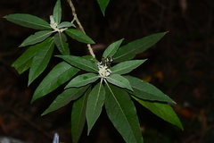 Solanum giganteum