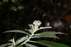 Solanum giganteum
