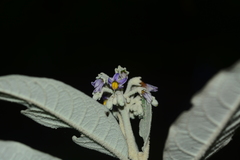 Solanum giganteum