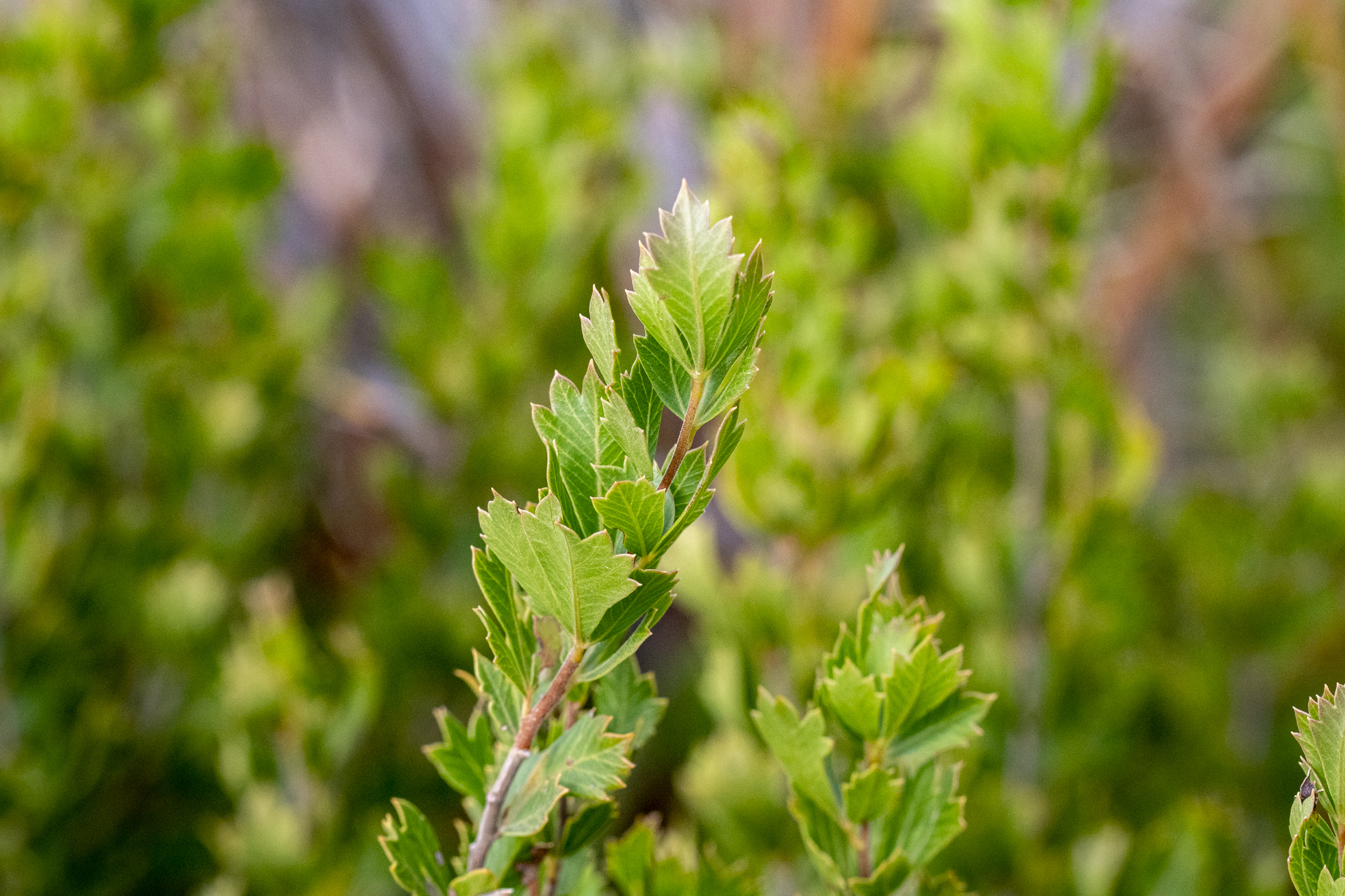 Kogelberg Currantrhus (Searsia cuneifolia)