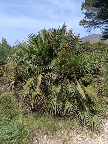 Mediterranean fan palm (Chamaerops humilis)