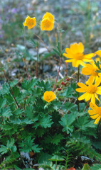 Potentilla × prostrata