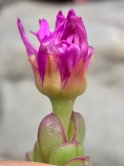 Ruschia leptocalyx