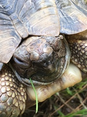 Testudo marginata