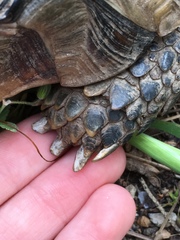 Testudo marginata