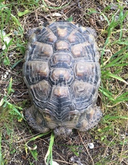Testudo marginata
