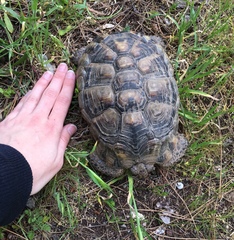 Testudo marginata
