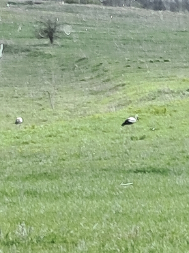 White Stork