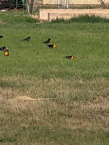 Yellow-headed Blackbird