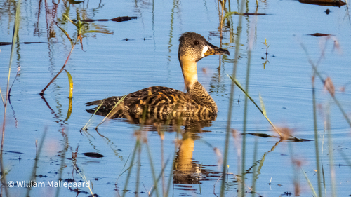 iNaturalist: (c) William Maliepaard, some rights reserved (CC BY-NC), uploaded by William Maliepaard iNaturalist image