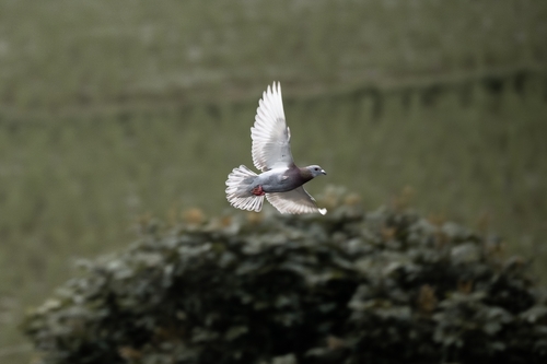 Feral Pigeon