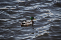 Anas platyrhynchos