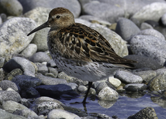 Calidris fuscicollis × calidris alpina