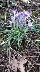 Crocus