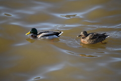 Anas platyrhynchos