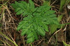 Sceptridium robustum