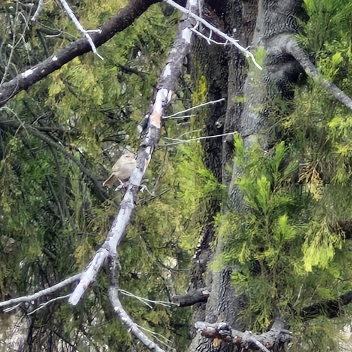 Rufous Songlark (Cincloramphus mathewsi), photo 9