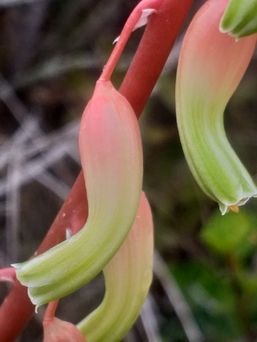 Gasteria carinata