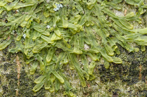 Forked Veilwort (Metzgeria furcata)