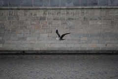 Larus argentatus