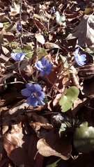 Hepatica nobilis