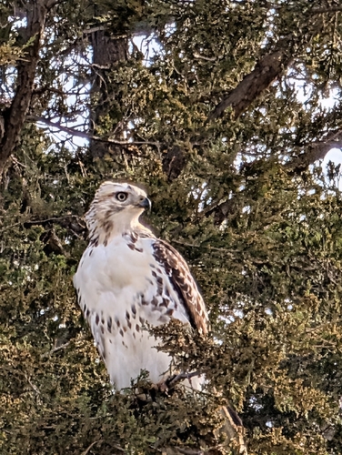 Red-tailed Hawk