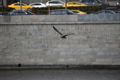 Larus argentatus