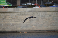 Larus argentatus