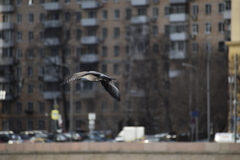 Larus argentatus