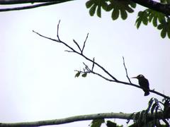 Galbalcyrhynchus leucotis