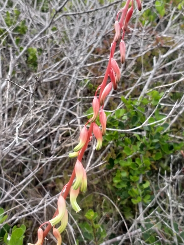Image of Gasteria carinata by (c) kevin koen, some rights reserved (CC BY-SA)
