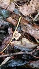 Geastrum minimum