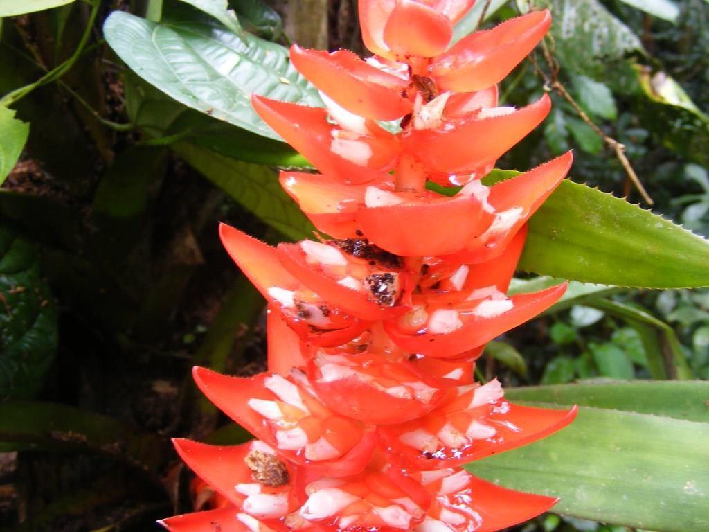 Aechmea hoppii