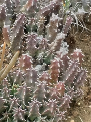 Huernia barbata barbata