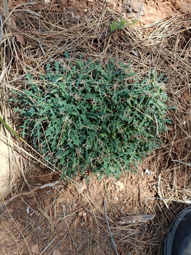 hedgehog lettuce (Launaea cervicornis)