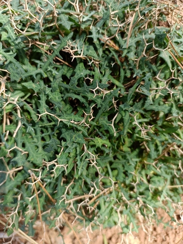 Launaea cervicornis, photograph 3