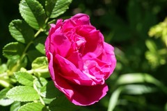 Rosa rugosa