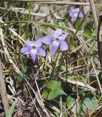 Viola grypoceras