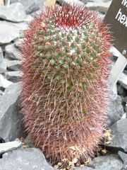 Mammillaria polythele