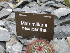 Mammillaria polythele