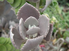 Kalanchoe millotii
