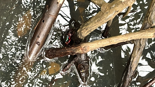 Face Banded Mangrove Crab