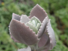 Kalanchoe millotii