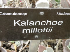 Kalanchoe millotii