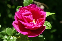 Rosa rugosa