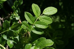 Rosa rugosa