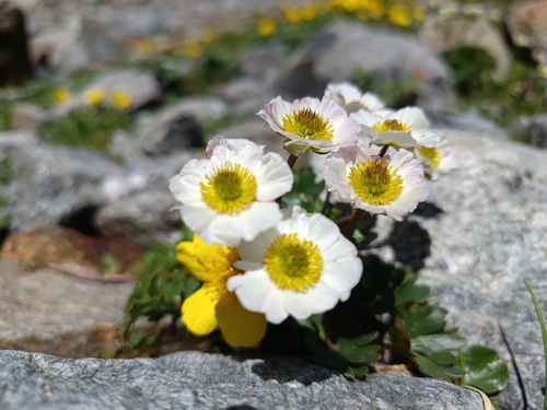 Glacier Crowfoot (Ranunculus glacialis)